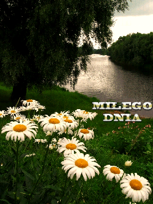 Kwiaty nad rzeką i życzenia miłego dnia
